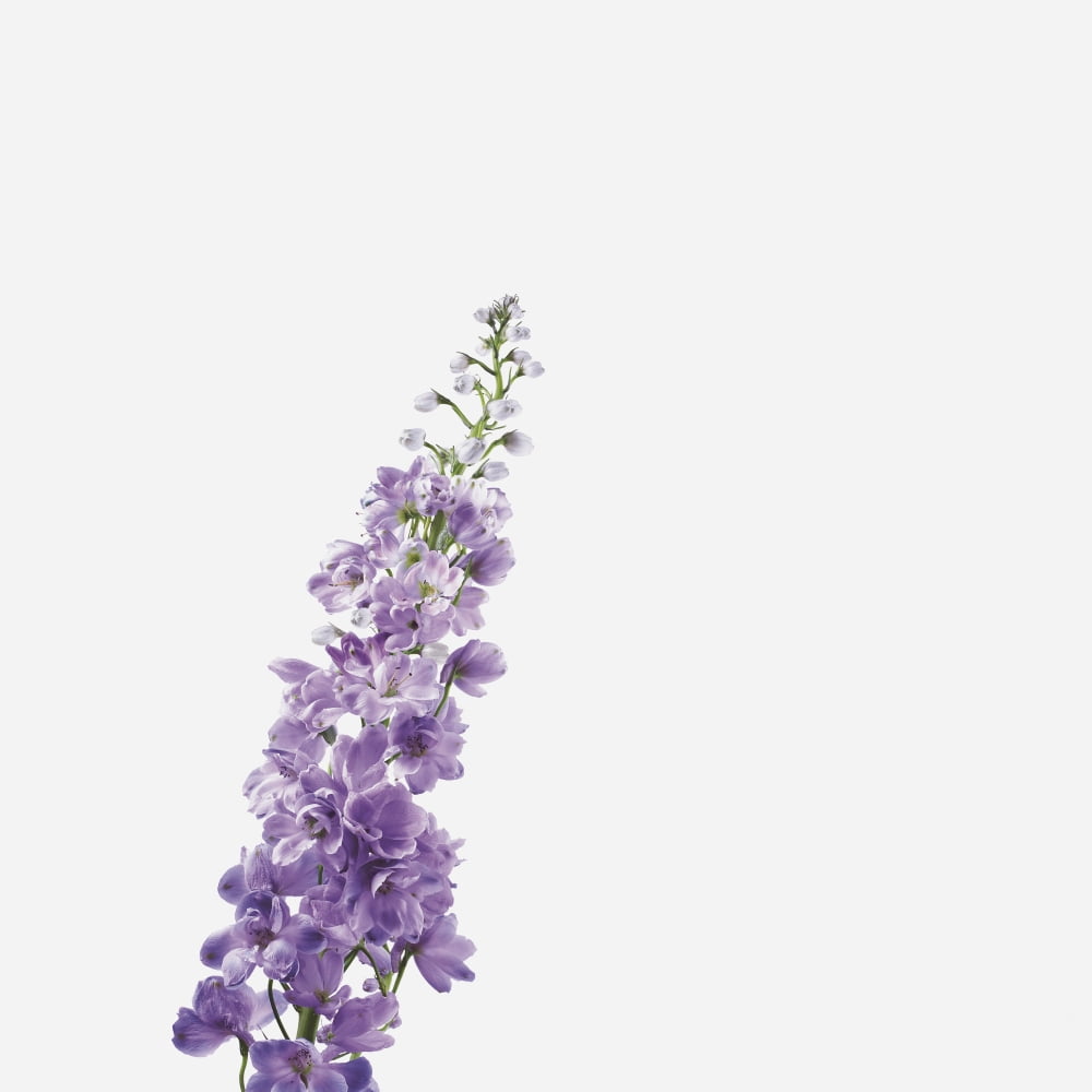 Posterazzi Close-Up Of Lavender Flower Canvas Art - Bruno Crescia Design Pics (24 x 24)