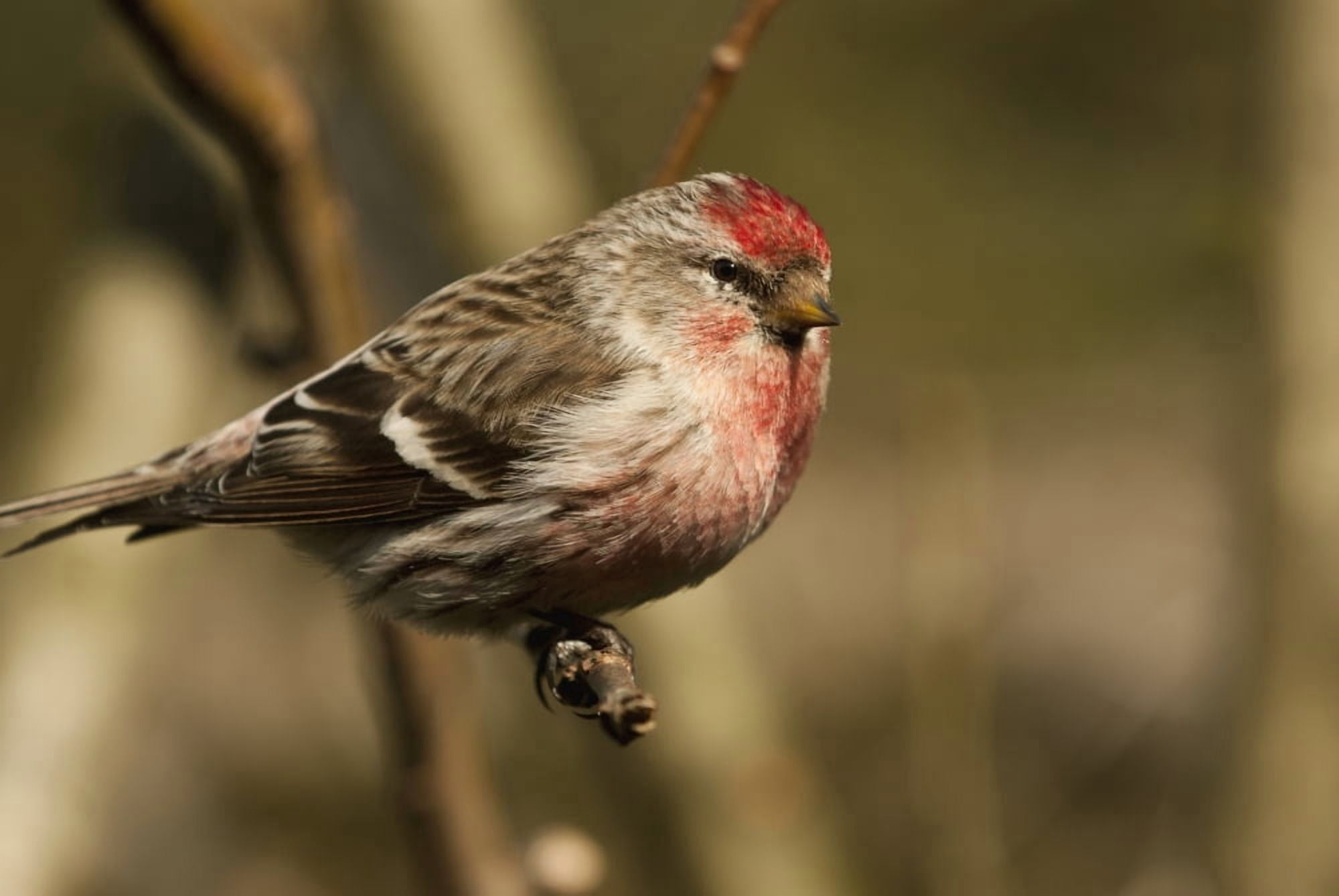 Posterazzi Close Up Of Redpoll Songbird Alaska Spring Canvas Art - Nick Jans Design Pics (36 x 24)