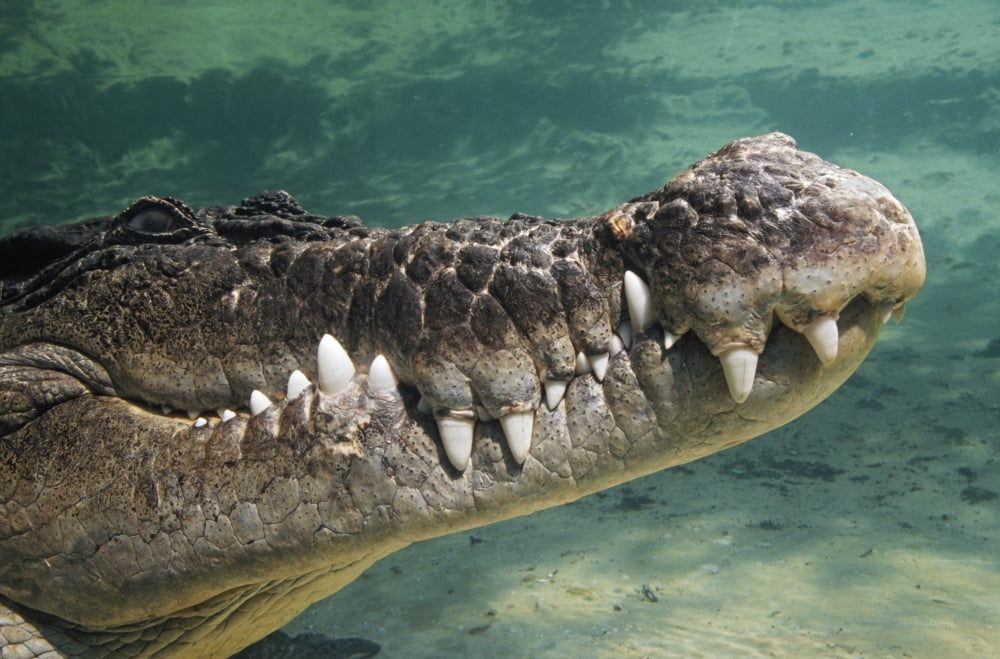 Posterazzi Close-Up Of Saltwater Crocodile Underwater Canvas Art - David Ponton  Design Pics (38 x 24)