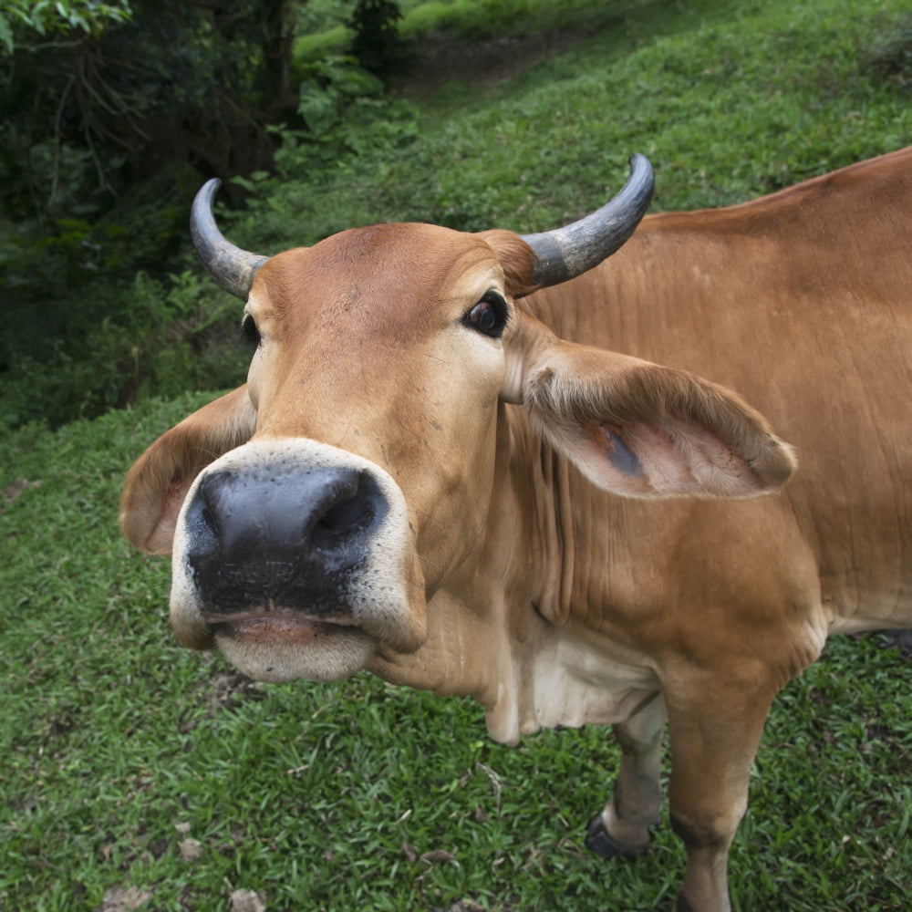 Posterazzi Close Up Of The Face Of A Cow Zacapa Guatemala Canvas Art - Keith Levit Design Pics (24 x 24)