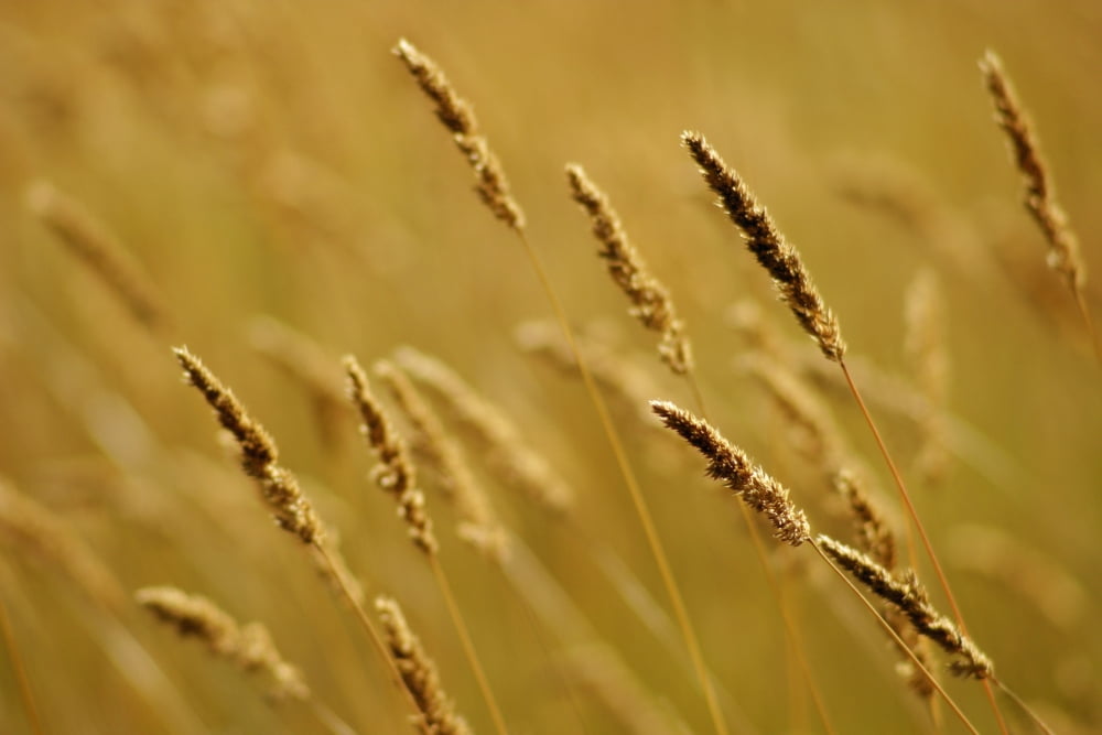Posterazzi Close-Up Of Wheat Canvas Art - Jim Weeks  Design Pics (34 x 22)