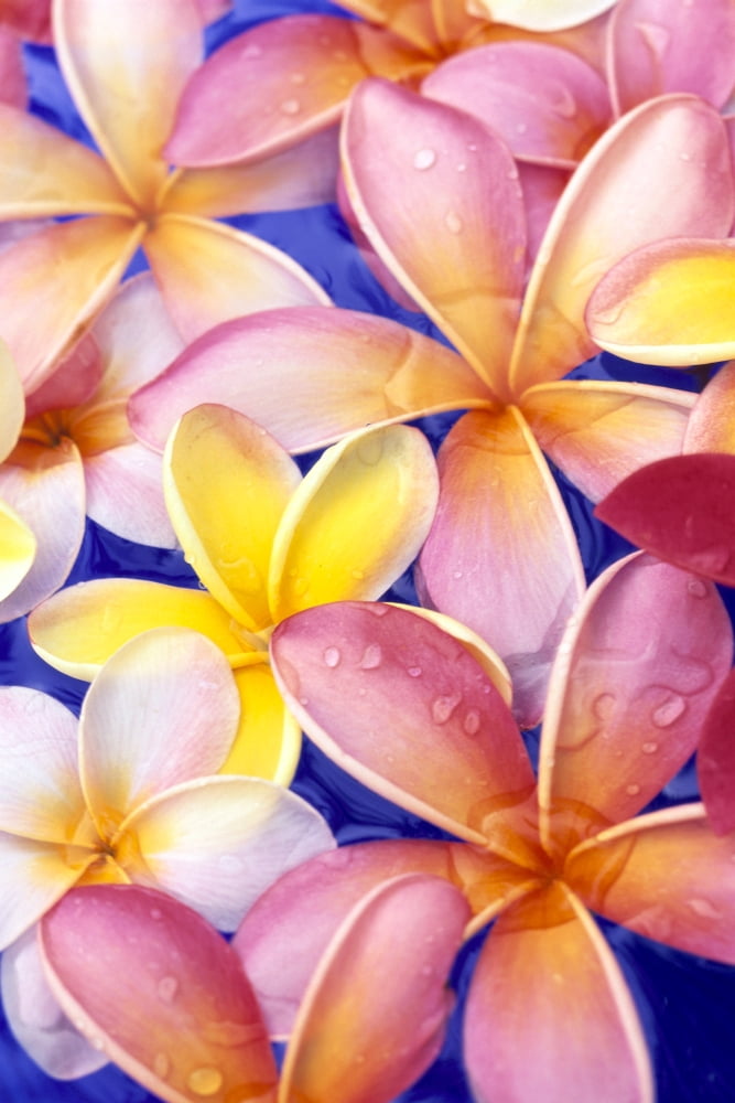 Posterazzi Close-Up Of Yellow And Pink Plumeria Flowers Water Drops Blue Background Canvas Art - Dana Edmunds Design Pics (24 x 38)