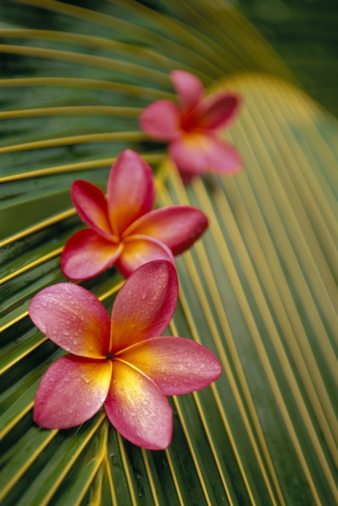 Posterazzi Close-Up Three Pink Plumeria Flowers On Coconut Palm Leaf Selective Focus Canvas Art - Dana Edmunds Design Pics (24 x 38)