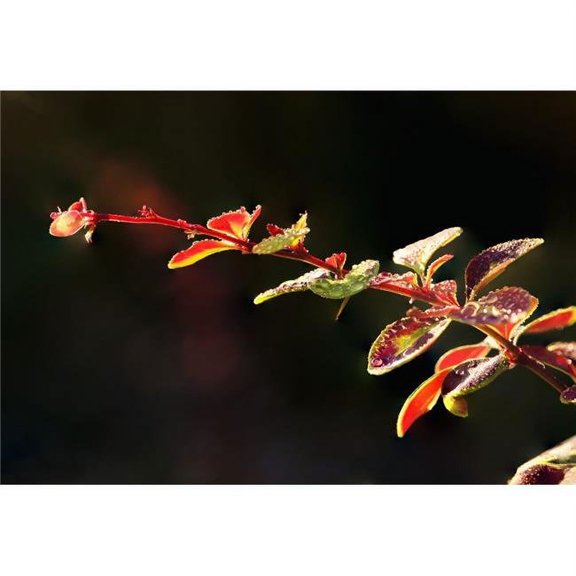 Posterazzi  Close Up of Berberis - Quebec Canada Poster Print