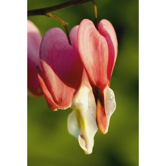 Posterazzi DPI12259601 Close Up of Bleeding Heart Lamprocapnos Spectabilis - Quebec Canada Poster Print - 12 x 18 in.