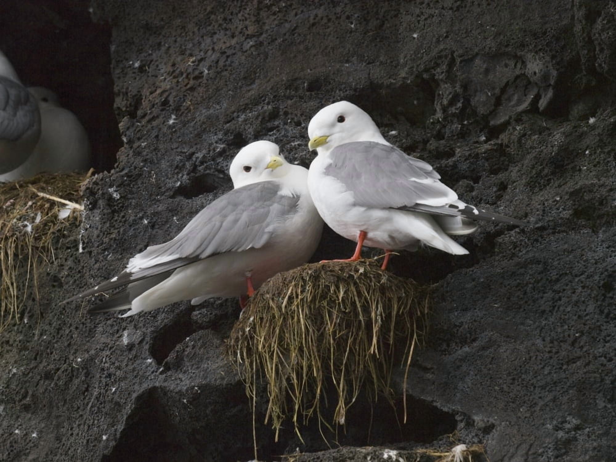 Posterazzi Close Up View Of Red-Legged Kittiwakes In Their Nest Summer St Paul Island Southwest Alaska Canvas Art - John Gibbens Design Pics (36 x 26)