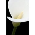 thumbnail image 1 of Posterazzi DPI12288124 Close Up of White Arum Or Calla Lily Covered in Water Droplets Against A Black Background - London England Poster Print by Nick Dale, 12 x 19, 1 of 3
