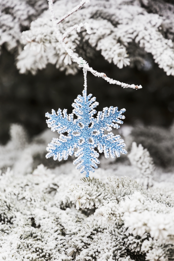 Posterazzi Close up of frosted covered Christmas ornament hanging on frosted covered evergreen tree branches Calgary Alberta Canada Canvas Art - Michael Interisano Design Pics (24 x 38)
