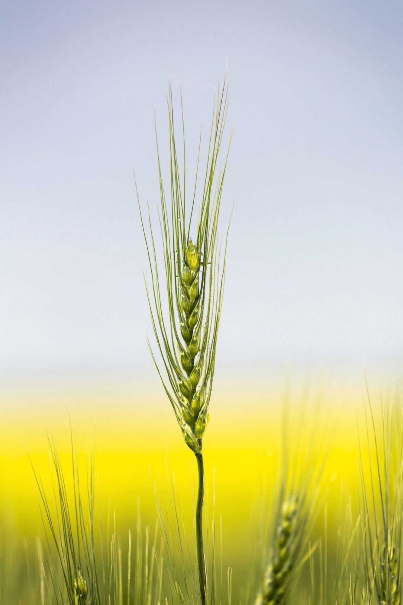 Posterazzi Close up of a green wheat head with the yellow colour of a flowering canola field in the background and blue sky Acme Alberta Canada Canvas Art - Michael Interisano  Design Pics (24 x 38)