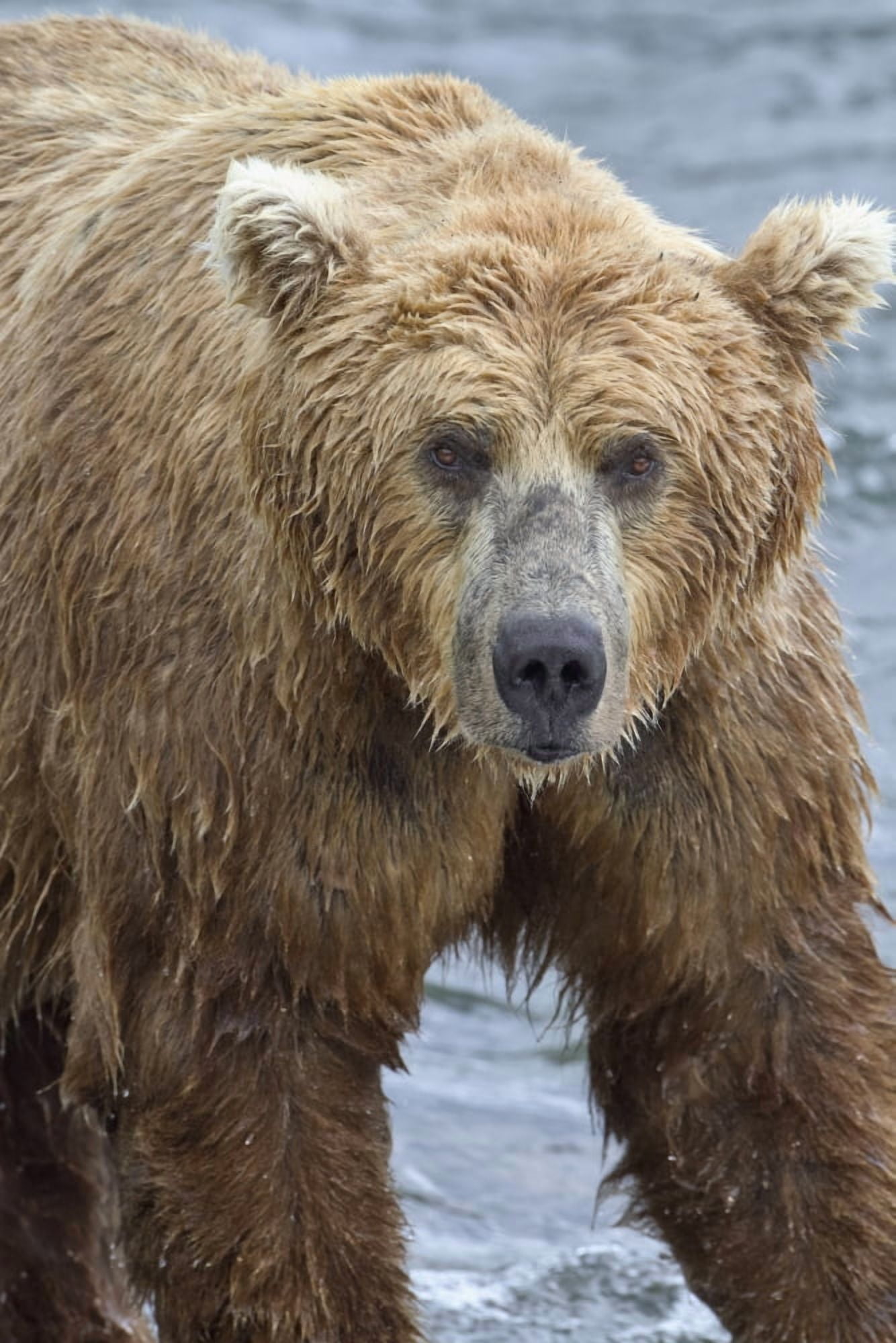 Posterazzi Close up portrait of a Brown bear (Ursus Arctos) standing in Brooks River Katmai National Park and Preserve Southwest Alaska Canvas Art - Gary Schultz Design Pics (24 x 38)