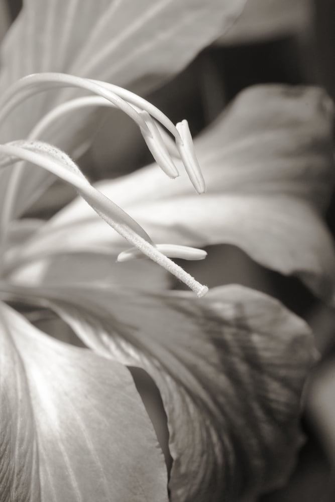 Posterazzi Close-up detail of a hong kong orchid (black and white photograph) Canvas Art - Allan Seiden  Design Pics (22 x 34)