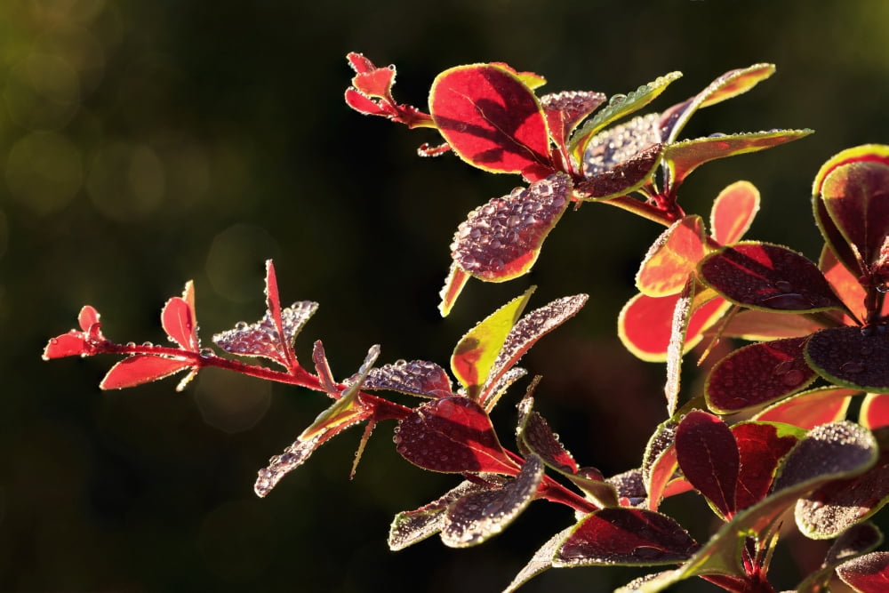 Posterazzi Close up of Berberis Quebec Canada Canvas Art - Yves Marcoux Design Pics (36 x 24)