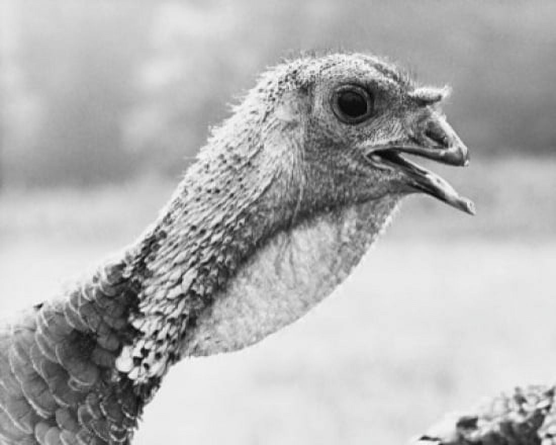 Posterazzi Close-up of a Broad-breasted Bronze Turkey Canvas Art - (24 x 36)