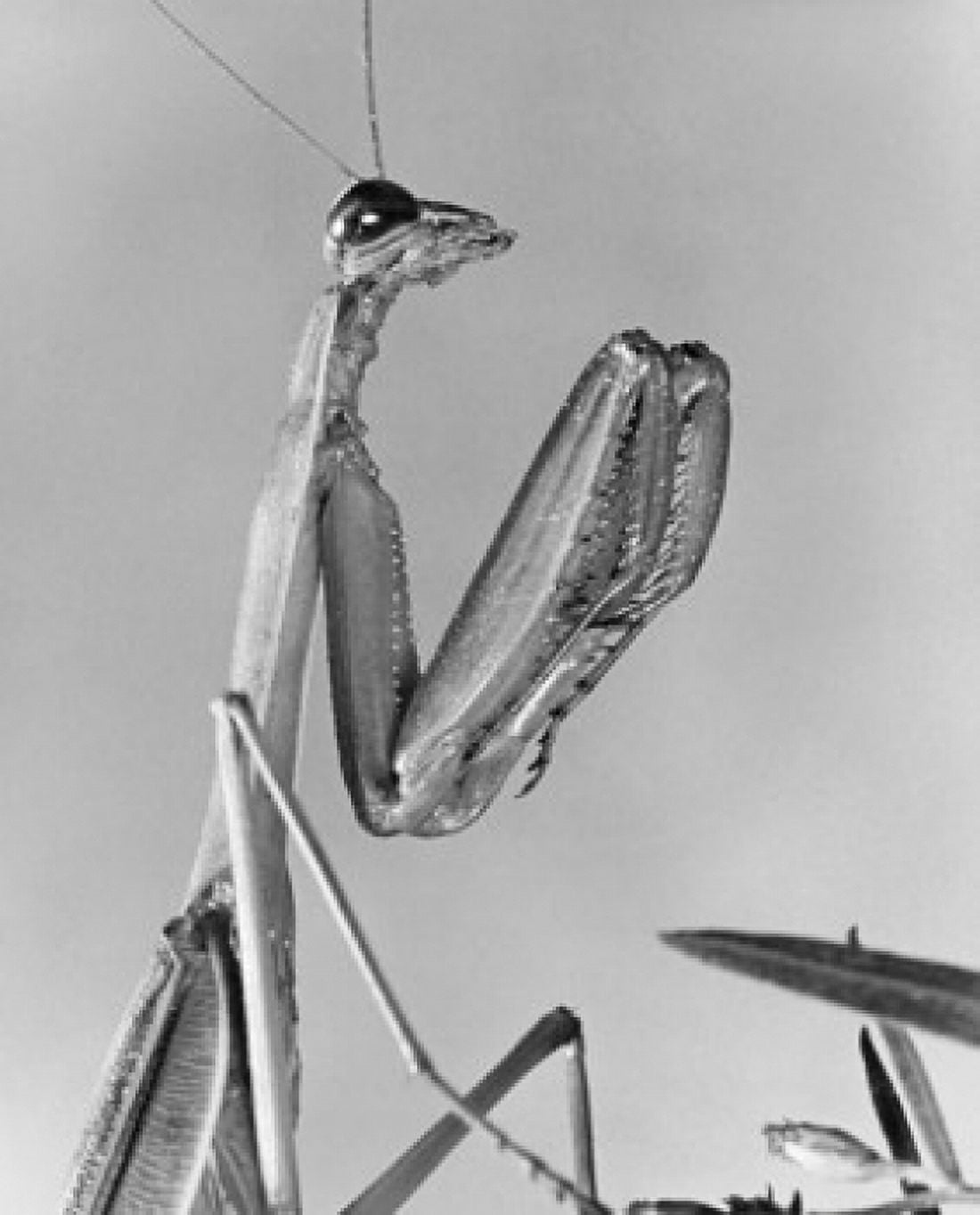 Posterazzi Close-up of a Praying Mantis (Mantis religiosa) Canvas Art - (24 x 36)