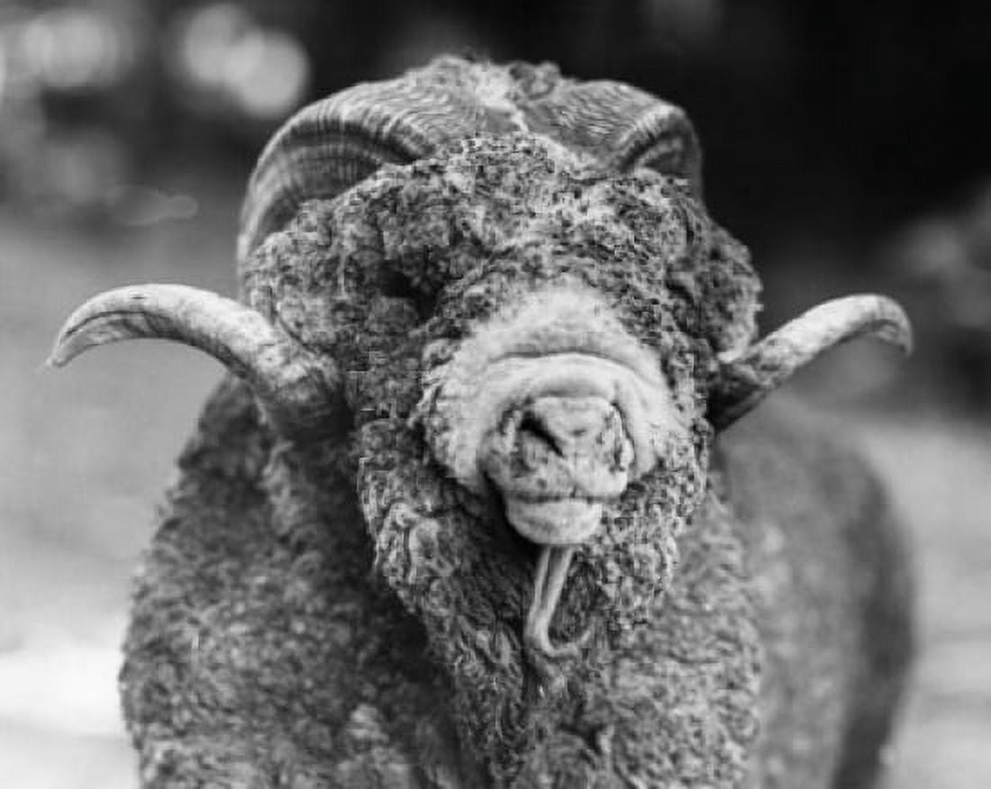 Posterazzi Close-up of a Rambouillet sheep Canvas Art - (24 x 36)