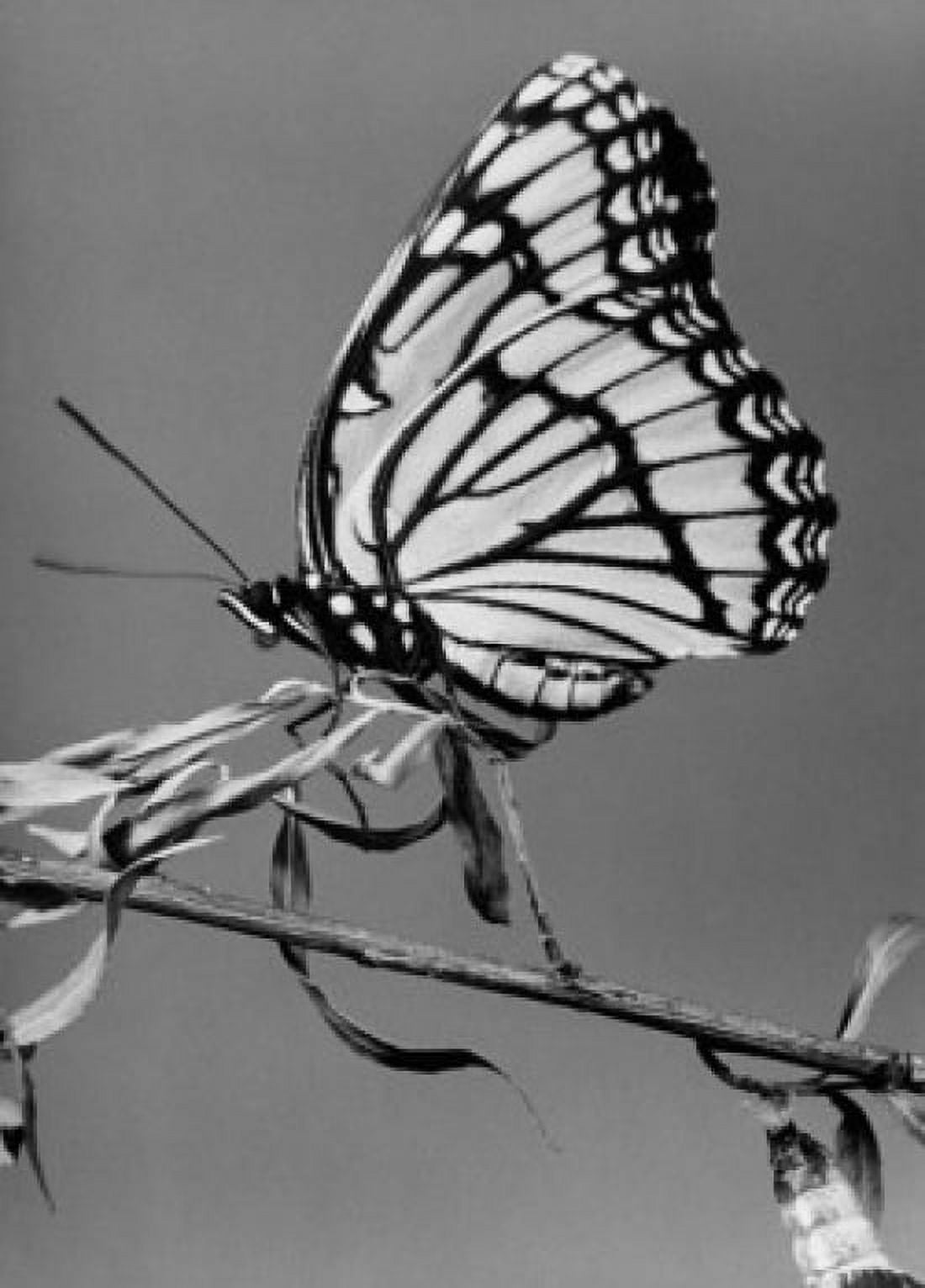 Posterazzi Close-up of a Viceroy Butterfly on a stem (Limenitis archippus) Canvas Art - (24 x 36)