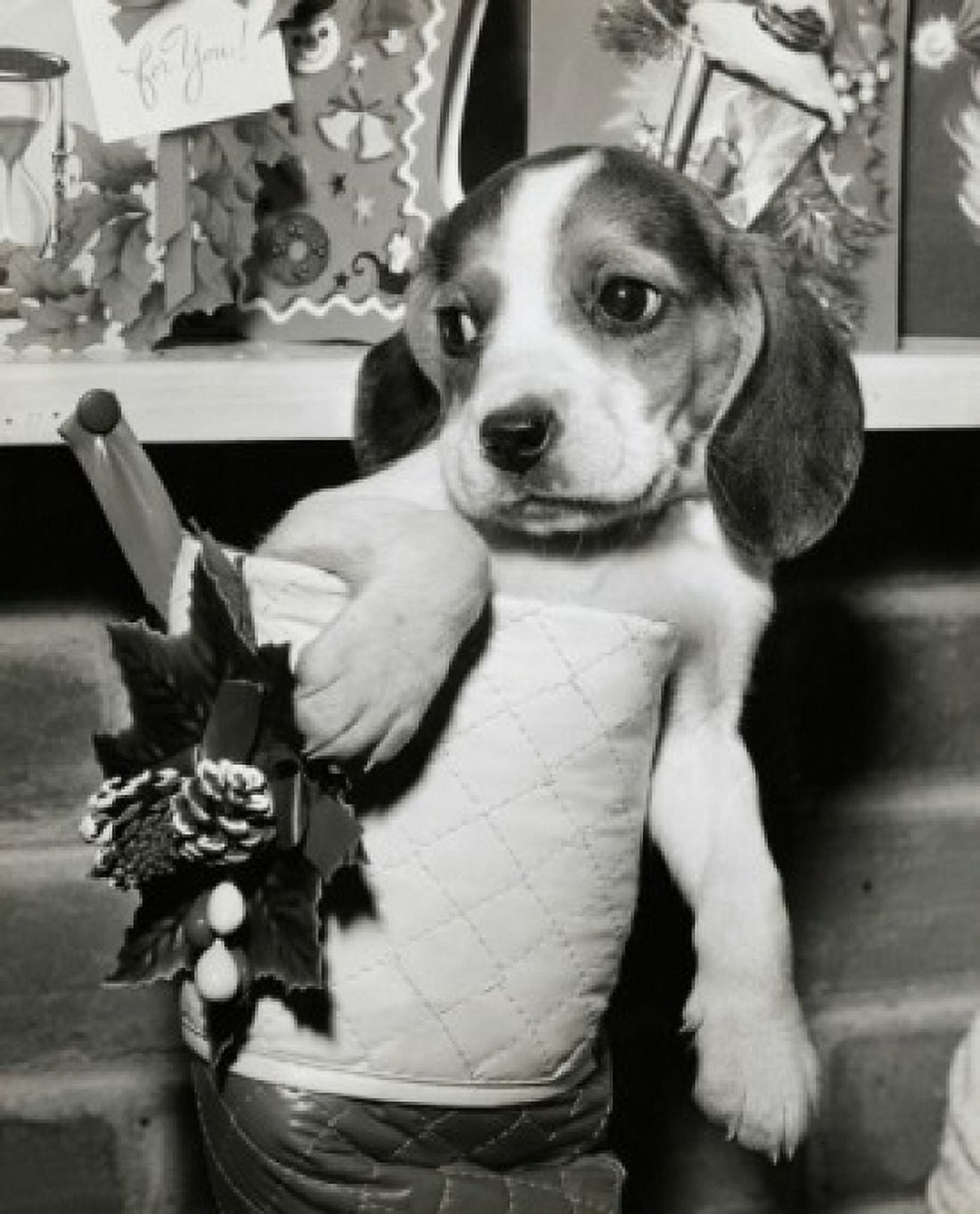 Posterazzi Close-up of a beagle in a Christmas stocking Canvas Art - (24 x 36)