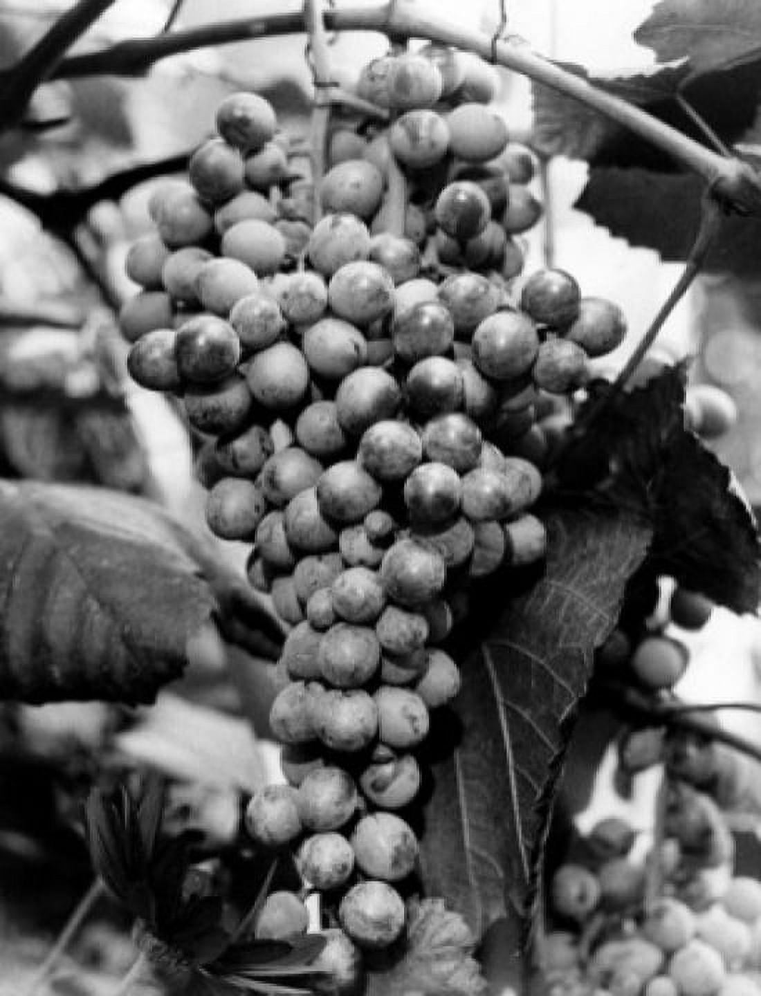 Posterazzi Close-up of a bunch of grapes in a vineyard Canvas Art - (24 x 36)