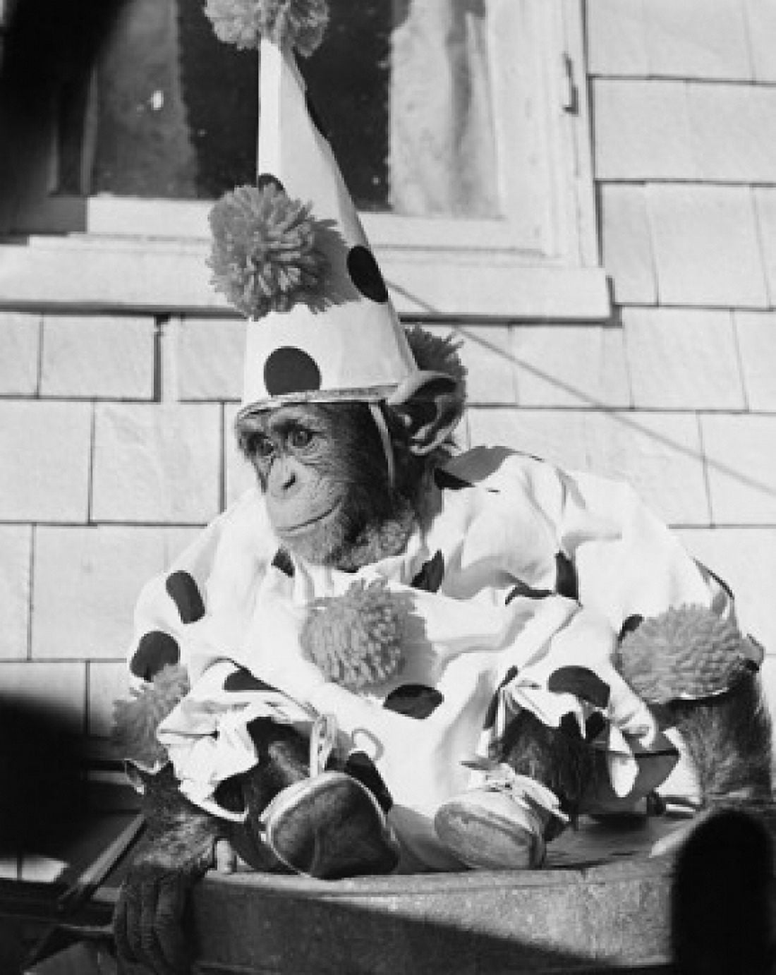 Posterazzi Close-up of a chimpanzee wearing a clown costume Canvas Art - (24 x 36)