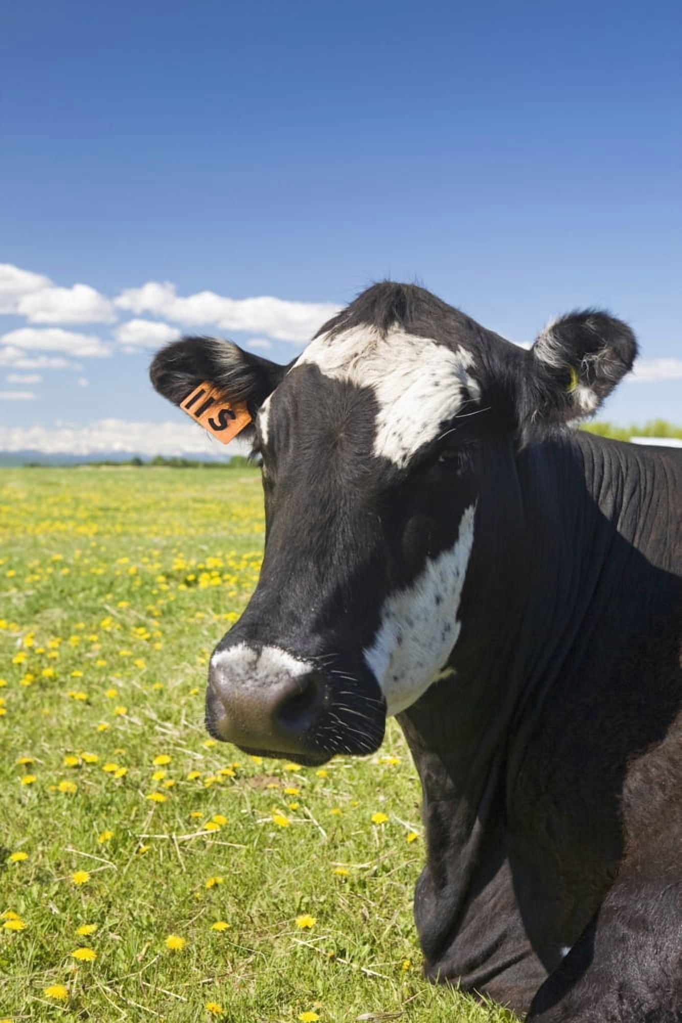 Posterazzi Close up of a cows face in a field with blue sky and cloudsAlberta canada Canvas Art - Michael Interisano Design Pics (24 x 38)