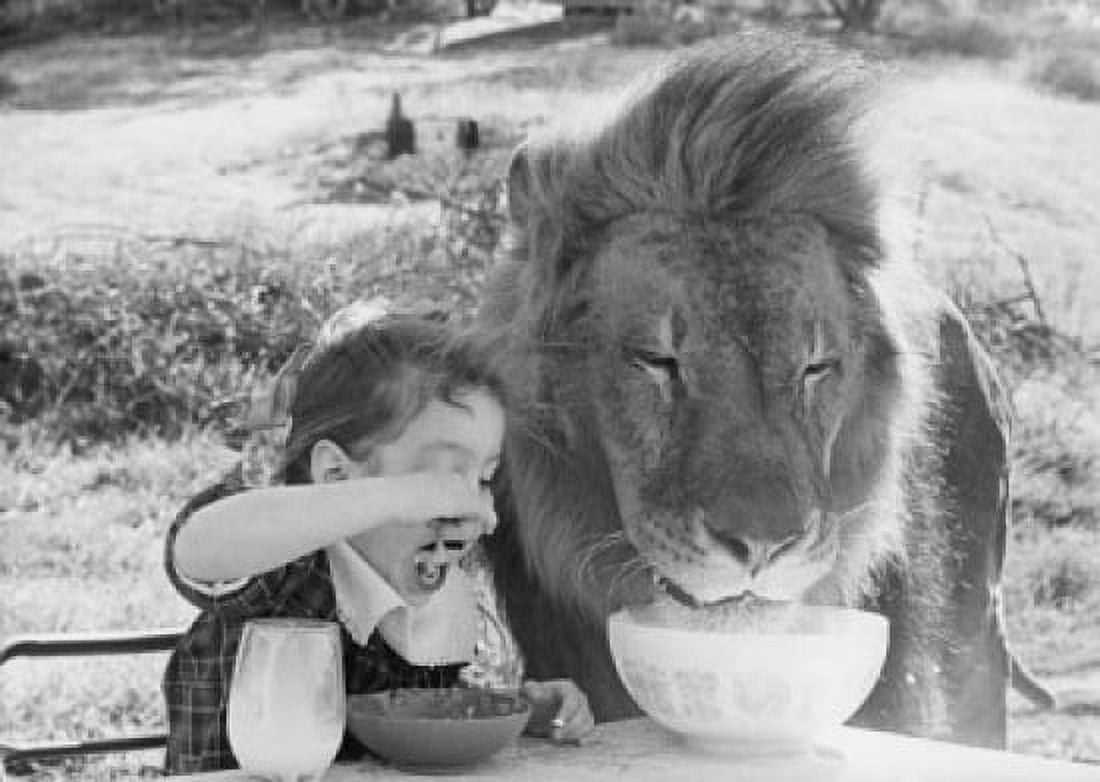Posterazzi Close-up of a girl and a lion having breakfast together (Panthera leo) Canvas Art - (24 x 36)