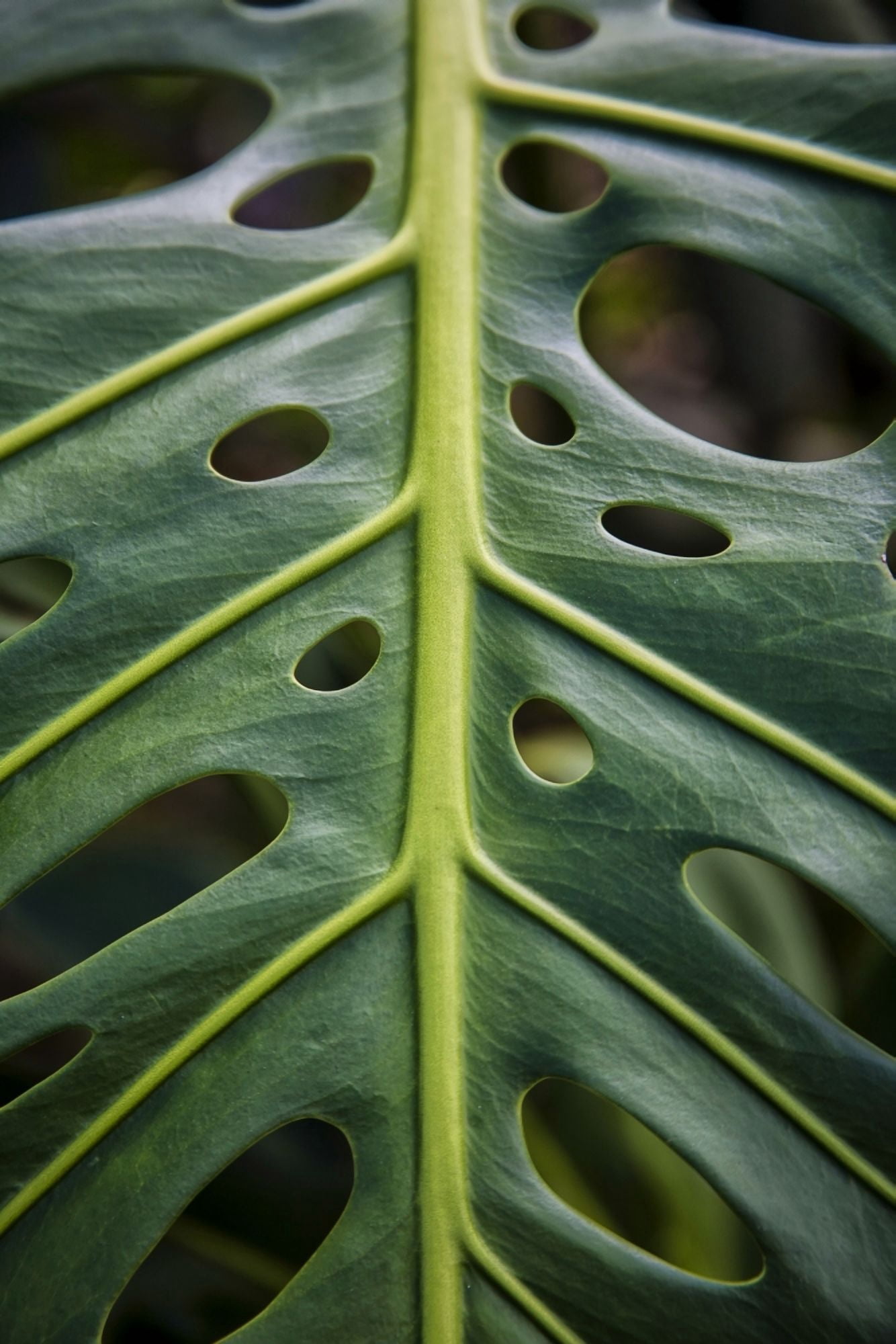 Posterazzi Close up of a green leaf with holes in it Hawaii United States of America Canvas Art - Scott Mead Design Pics (24 x 38)