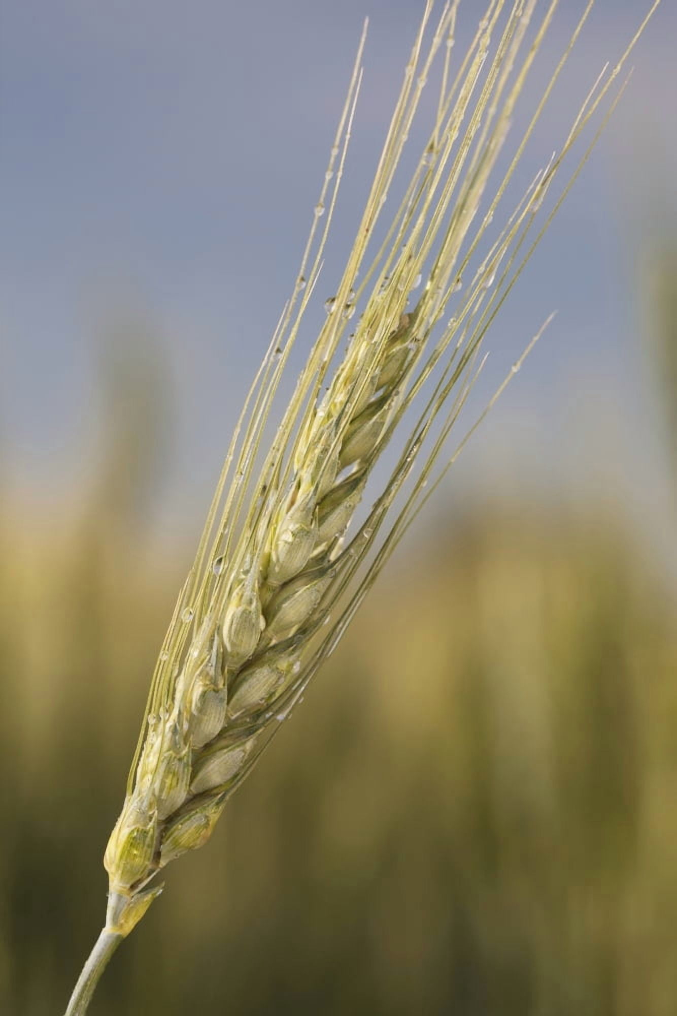 Posterazzi Close up of a green wheat head with dew drops and blue skyAlberta canada Canvas Art - Michael Interisano Design Pics (24 x 38)