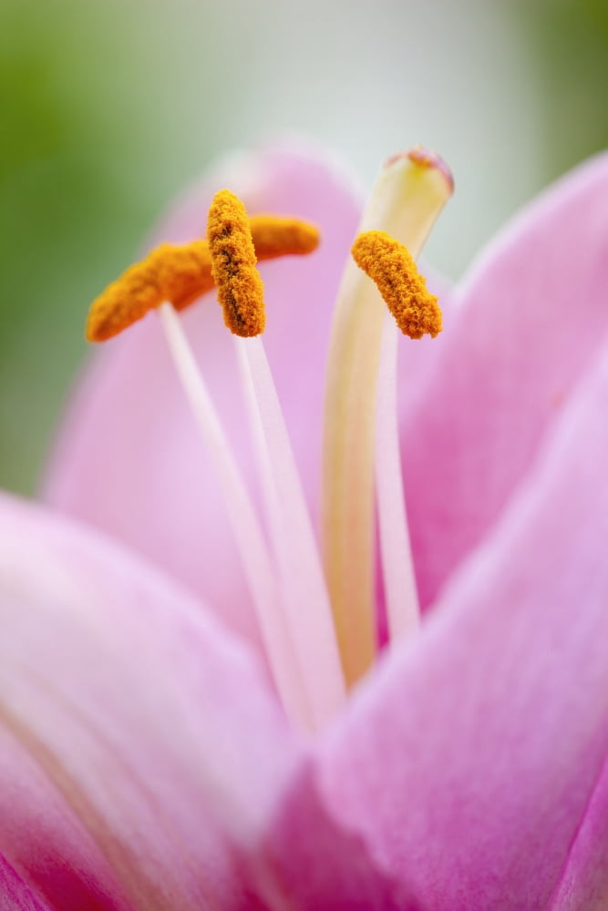 Posterazzi Close up of a lily Quebec Canada Canvas Art - Yves Marcoux Design Pics (24 x 38)