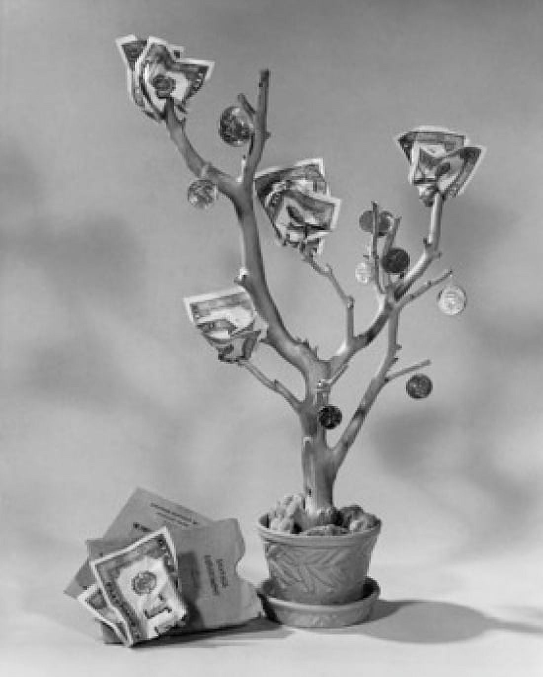 Posterazzi Close-up of a money tree Canvas Art - (24 x 36)