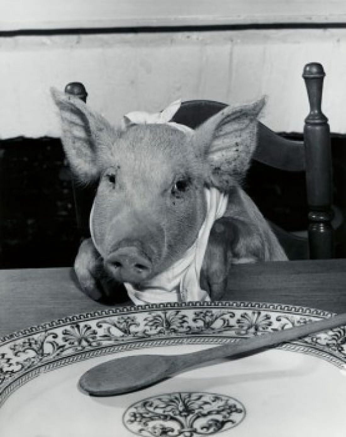 Posterazzi Close-up of a pig sitting at a dining table (Sus Scrofa) Canvas Art - (24 x 36)