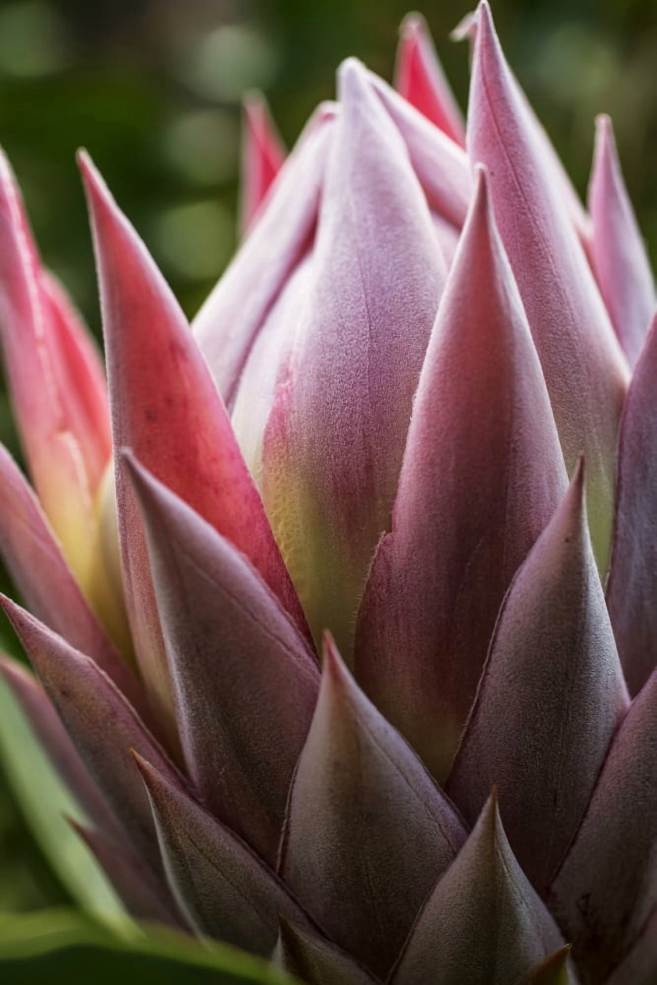 Posterazzi Close up of a pink tropical flower Hawaii United States of America Canvas Art - Scott Mead Design Pics (24 x 38)