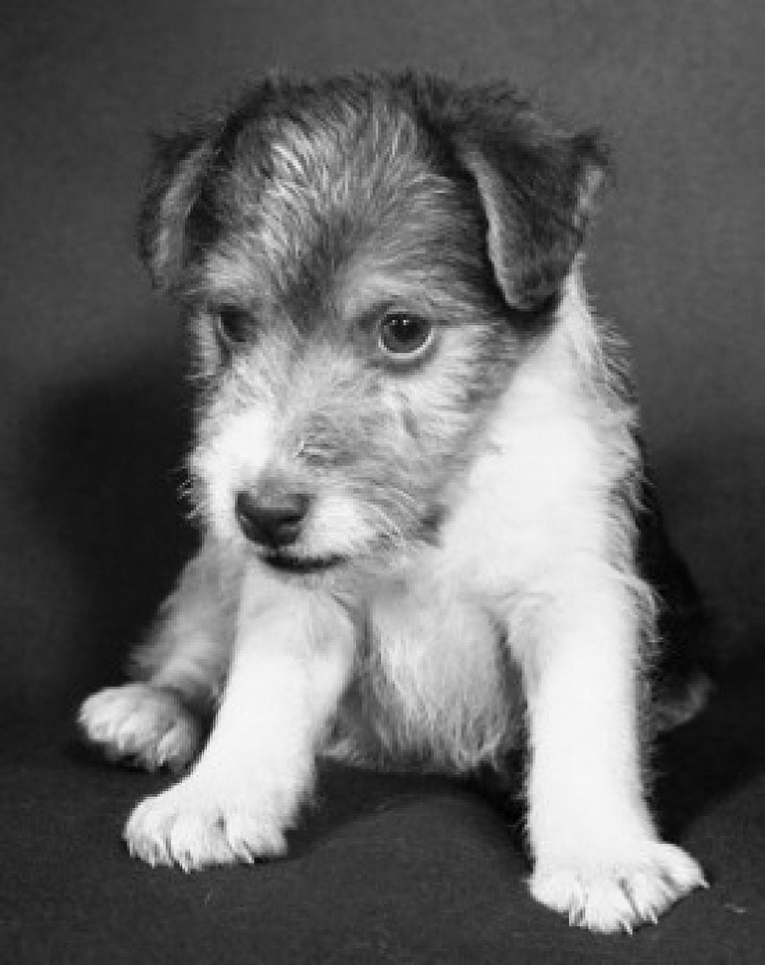 Posterazzi Close-up of a puppy Canvas Art - (24 x 36)