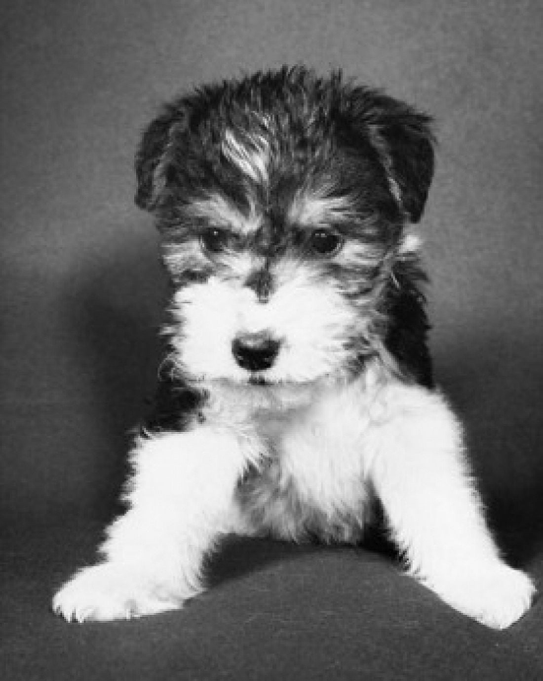 Posterazzi Close-up of a puppy Canvas Art - (24 x 36)