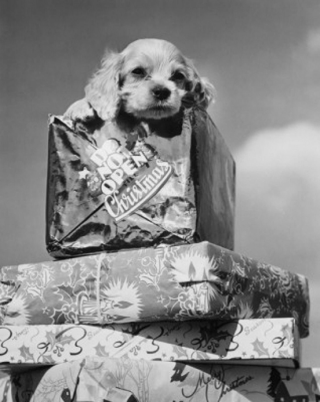 Posterazzi Close-up of a puppy on a stack of Christmas presents Canvas Art -  (24 x 36)