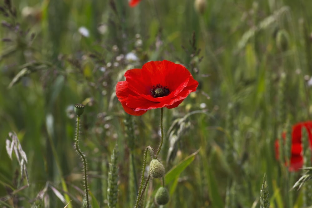 Posterazzi Close up of a red poppy blossoming Northumberland England Canvas Art - John Short Design Pics (38 x 24)