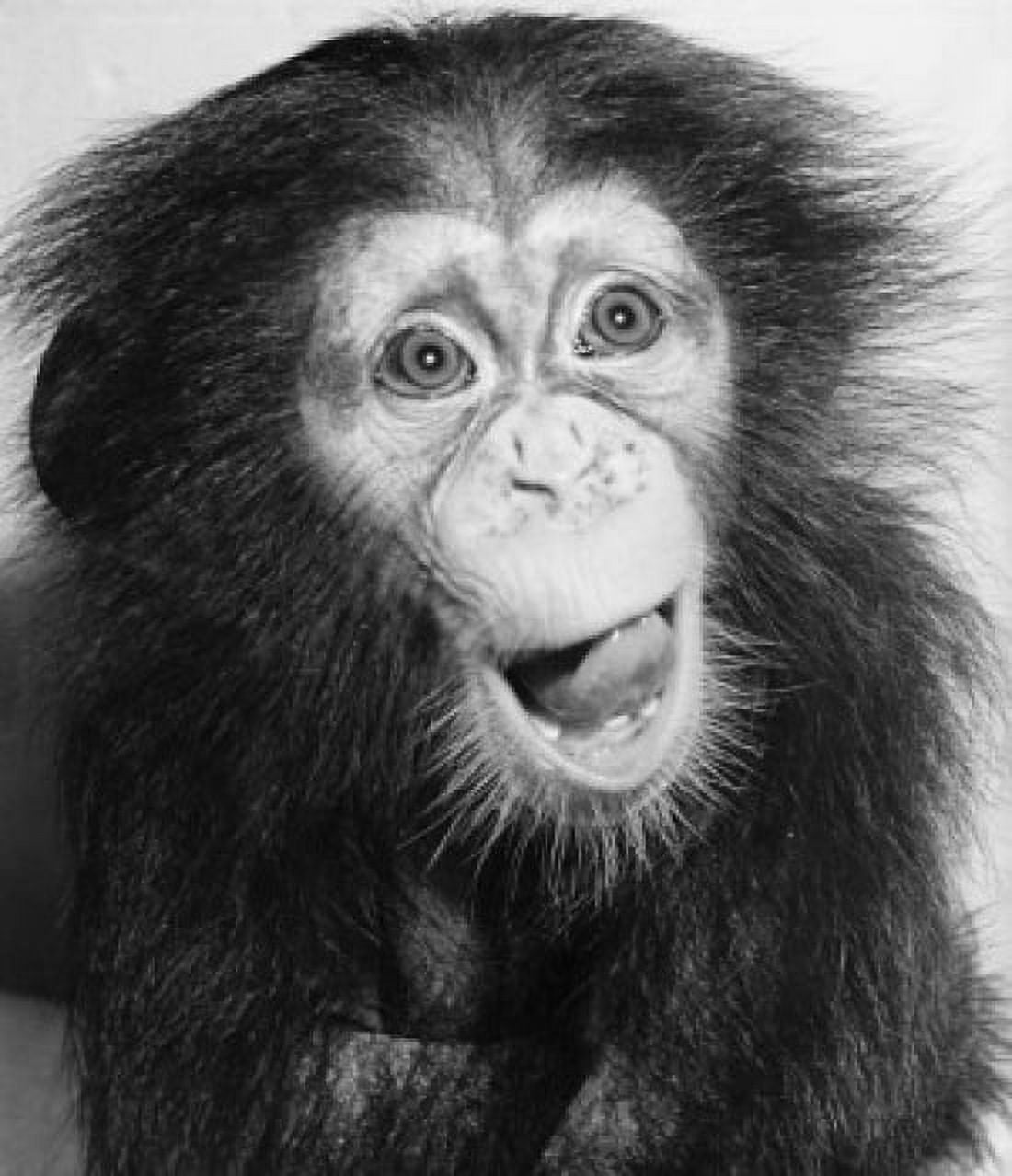 Posterazzi Close-up of a young chimpanzee sticking its tongue out Canvas Art -  (24 x 36)