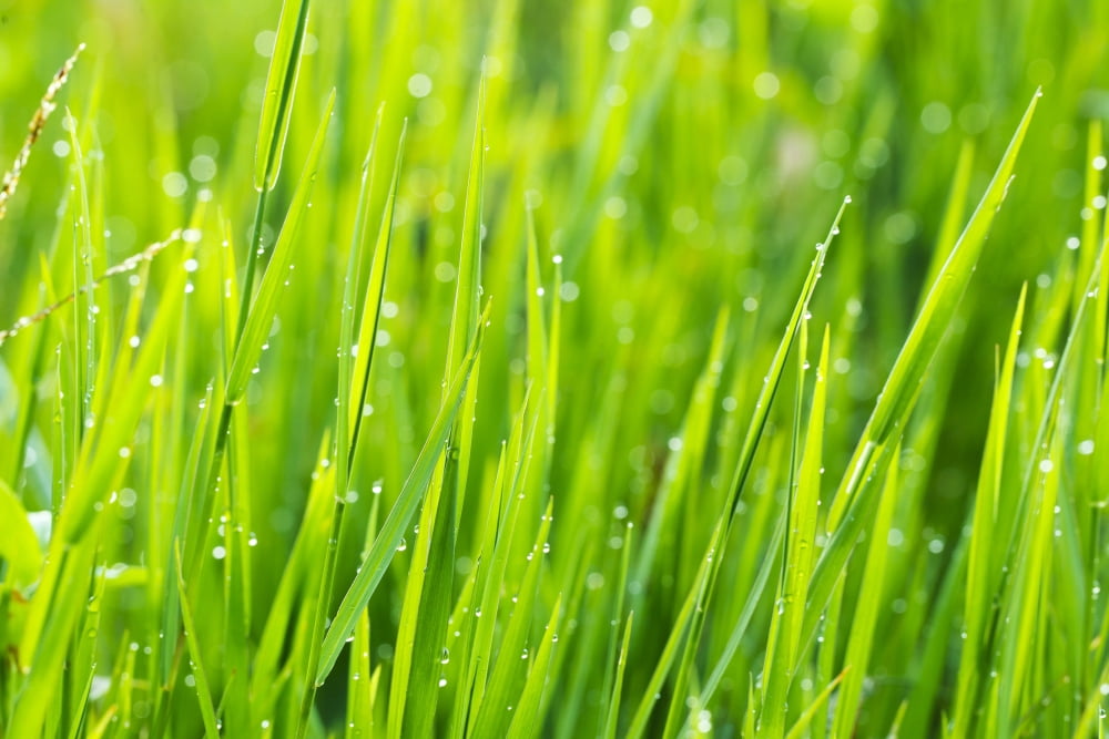 Posterazzi Close up of fresh grass with water drops in the early morning Canvas Art - Design Pics Vibe Design Pics (34 x 22)