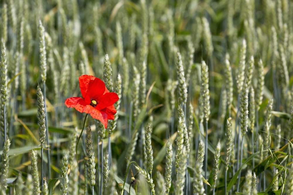 Posterazzi Close up of red poppy in a green wheat field Brehec Brittany France Canvas Art - Michael Interisano Design Pics (38 x 24)