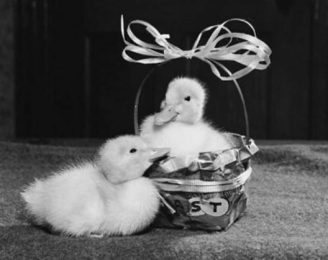 Posterazzi Close-up of two ducklings Canvas Art - (24 x 36)