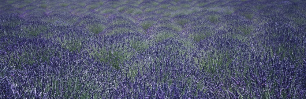 Posterazzi Close up view of lavender plants swaying in the breeze on an organic farm in the Santa Ynez Valley Buellton California USA Canvas Art - Timothy Hearsum Design Pics (36 x 12)