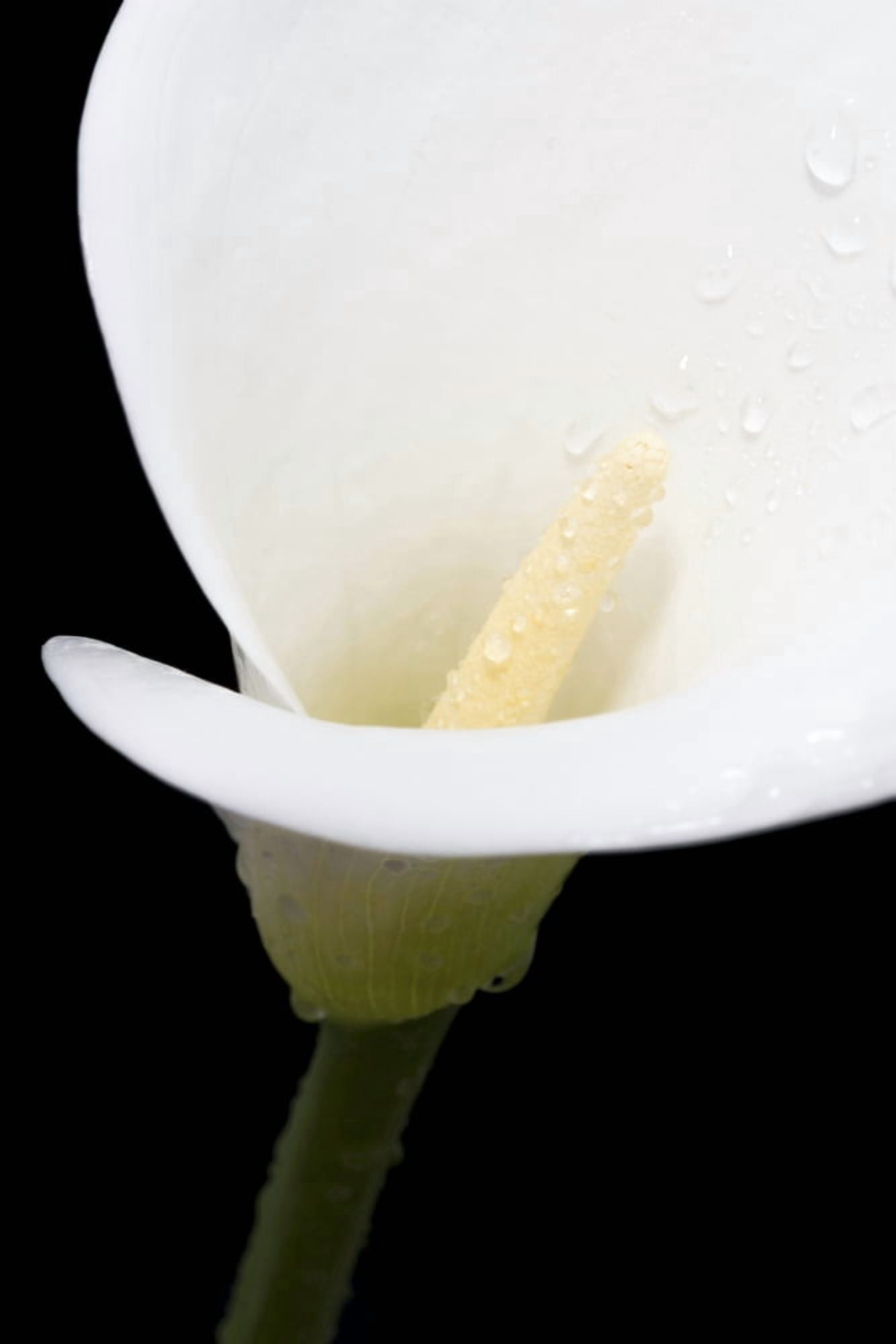 Posterazzi Close up of white arum or calla lily (Zantedeschia aethiopica) covered in water droplets against a black background London England Canvas Art - Nick Dale Design Pics (24 x 38)