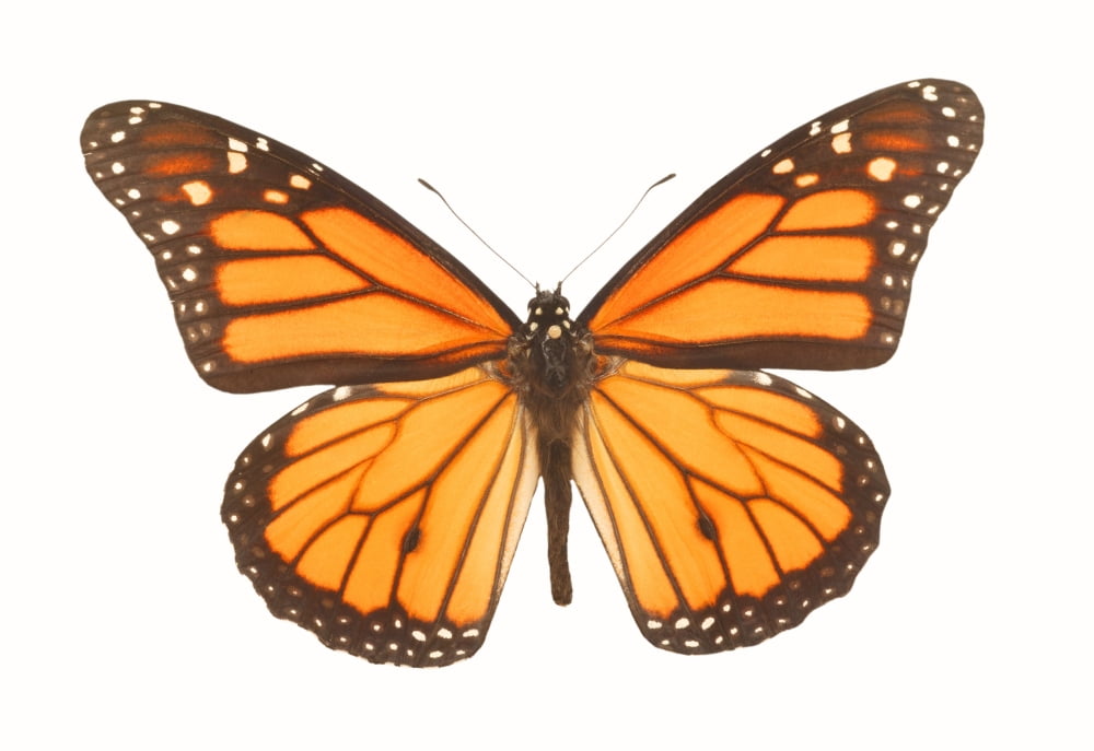 Posterazzi Closeup Of A Butterfly Canvas Art - Don Hammond Design Pics (34 x 22)