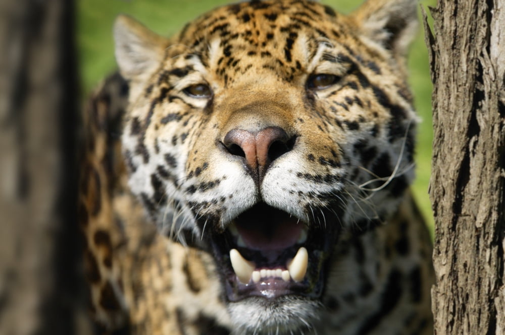 Posterazzi Closeup Of A Leopard Canvas Art - Don Hammond Design Pics (34 x 22)
