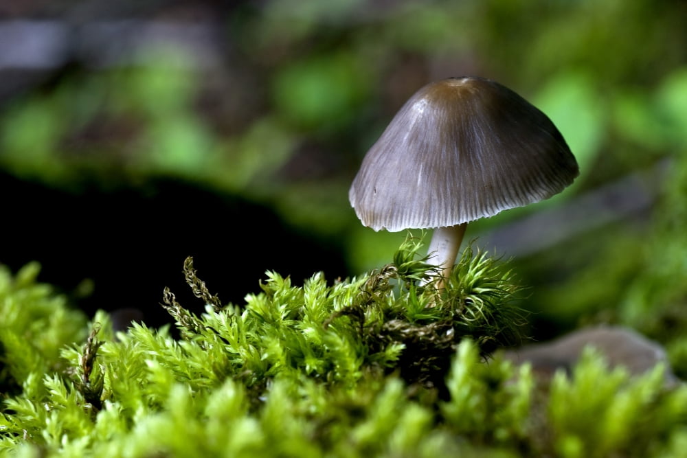 Posterazzi Closeup Of Mushroom Canvas Art - John Short Design Pics (34 x 22)
