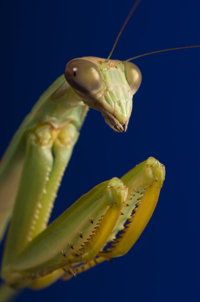 Posterazzi Closeup Of Praying Mantis Canvas Art - Corey Hochachka Design Pics (22 x 34)
