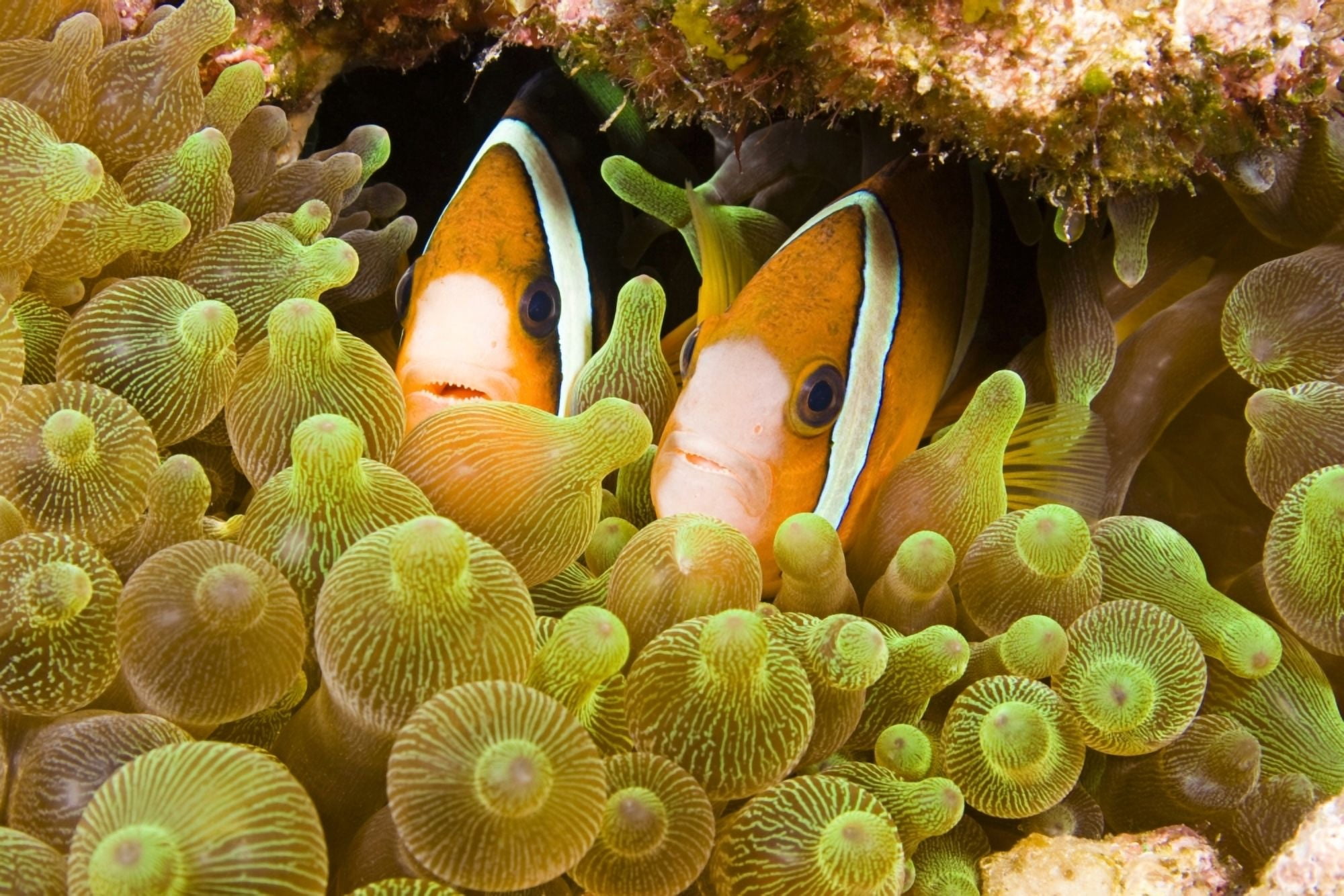 Posterazzi Clown Anemonefish (Amphiprion Percula) Hiding In Anemone Indonesia Canvas Art - Dave Fleetham Design Pics (34 x 22)