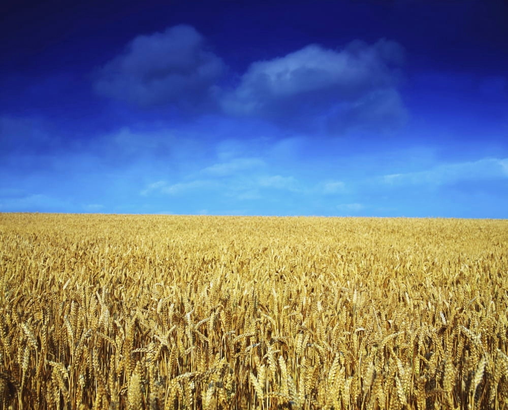 Posterazzi Co LouthIrelandWheat Field Canvas Art - The Irish Image Collection  Design Pics (34 x 26)