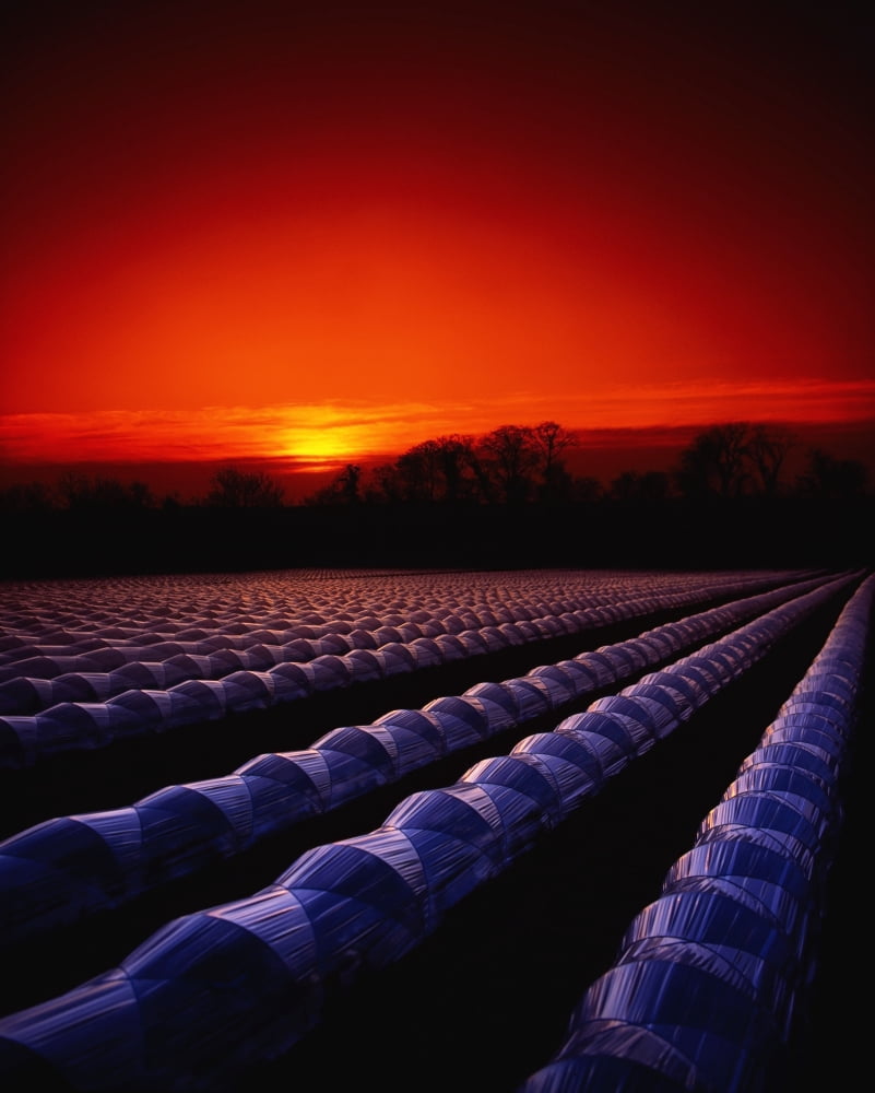 Posterazzi Co Meath Ireland Strawberries Under Cloches Canvas Art - The Irish Image Collection Design Pics (26 x 34)