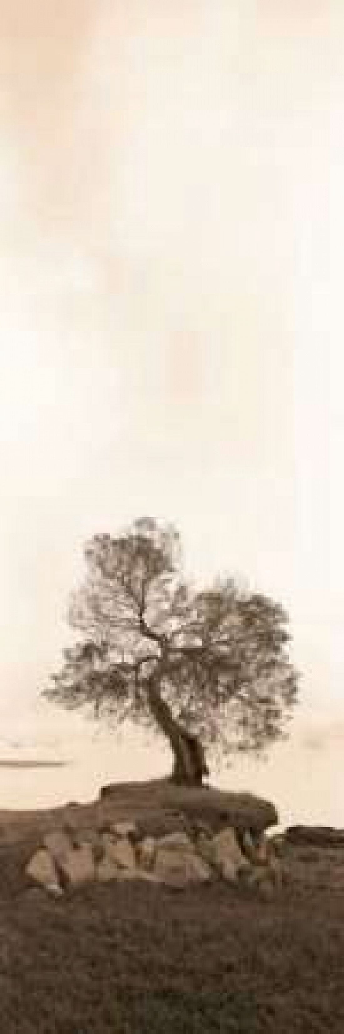 Posterazzi Coast Oak Canvas Art - Alan Blaustein (12 x 36)