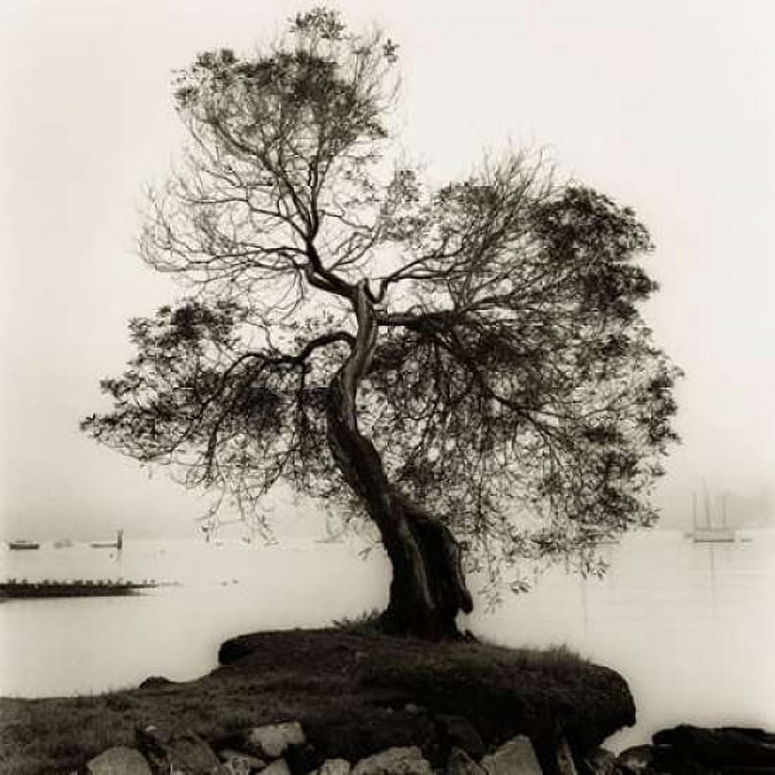 Posterazzi Coast Oak Tree Canvas Art - Alan Blaustein (24 x 24)